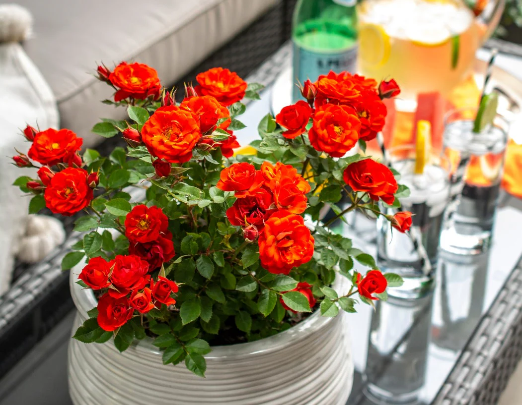 Autumn Sunblaze - Star Roses and Plants - Image 2