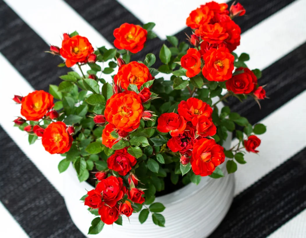 Autumn Sunblaze - Star Roses and Plants - Image 3
