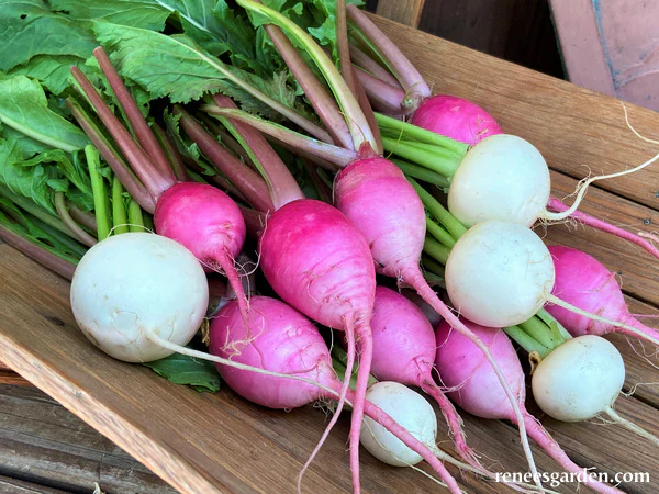Baby Turnip Pastel Duo - Renee's Garden - Image 2