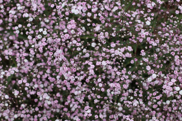 Baby's Breath - Festival Pink Lady, 1 Pack - Image 3