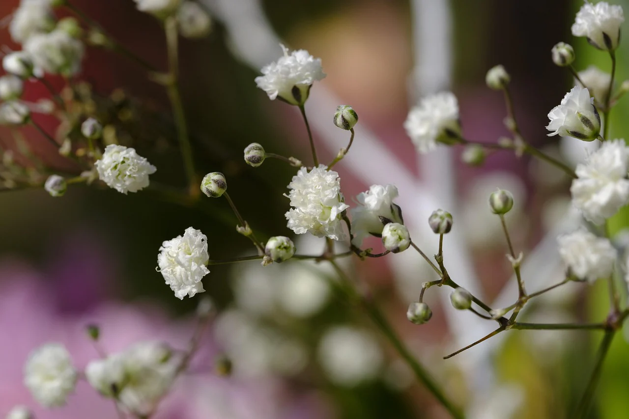 Baby's Breath - Festival White, 1 Pack - Image 2