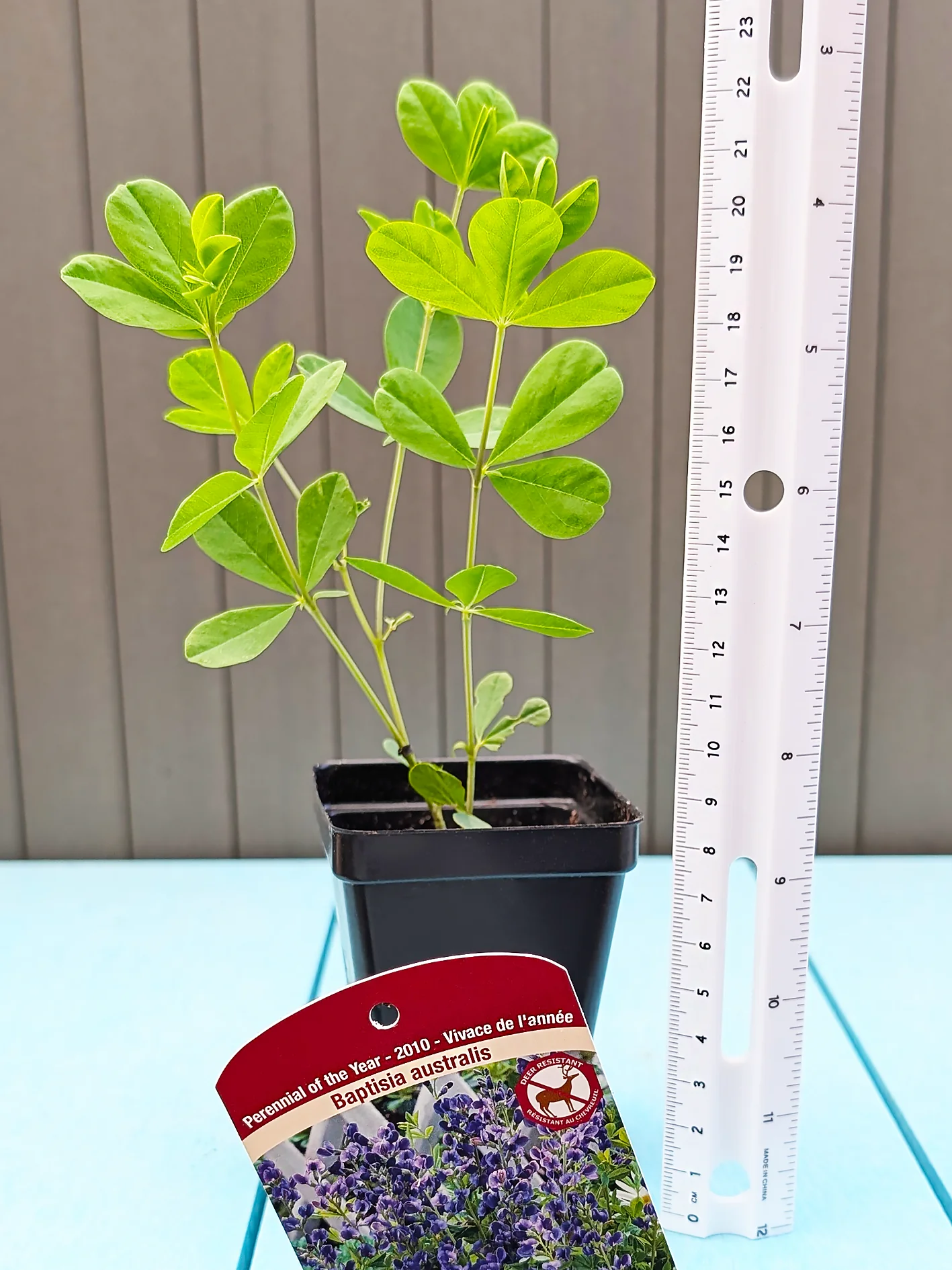 False Indigo - Australis, 1 Pack - Image 3