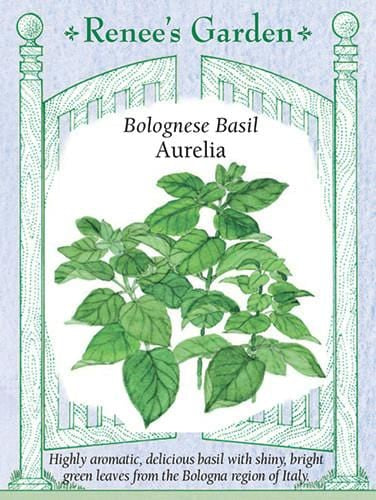 Basil Bolognese Aurelia - Renee's Garden