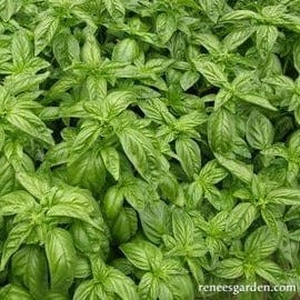 Basil Bolognese Aurelia - Renee's Garden - Image 2