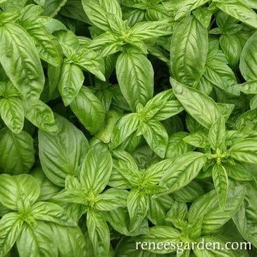 Basil Bolognese Aurelia - Renee's Garden - Image 3