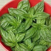 Basil Bolognese Aurelia - Renee's Garden - Image 4