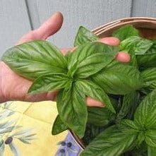 Basil Bolognese Aurelia - Renee's Garden - Image 5