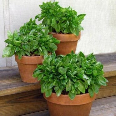 Basil Italian Cameo - Renee's Garden - Image 4