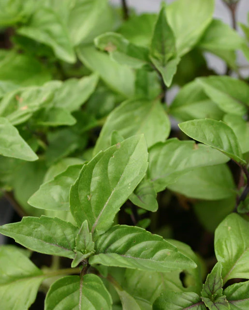 Basil Cinnamon - West Coast Seeds - Image 2