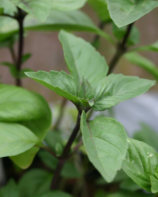 Basil Cinnamon - West Coast Seeds - Image 3