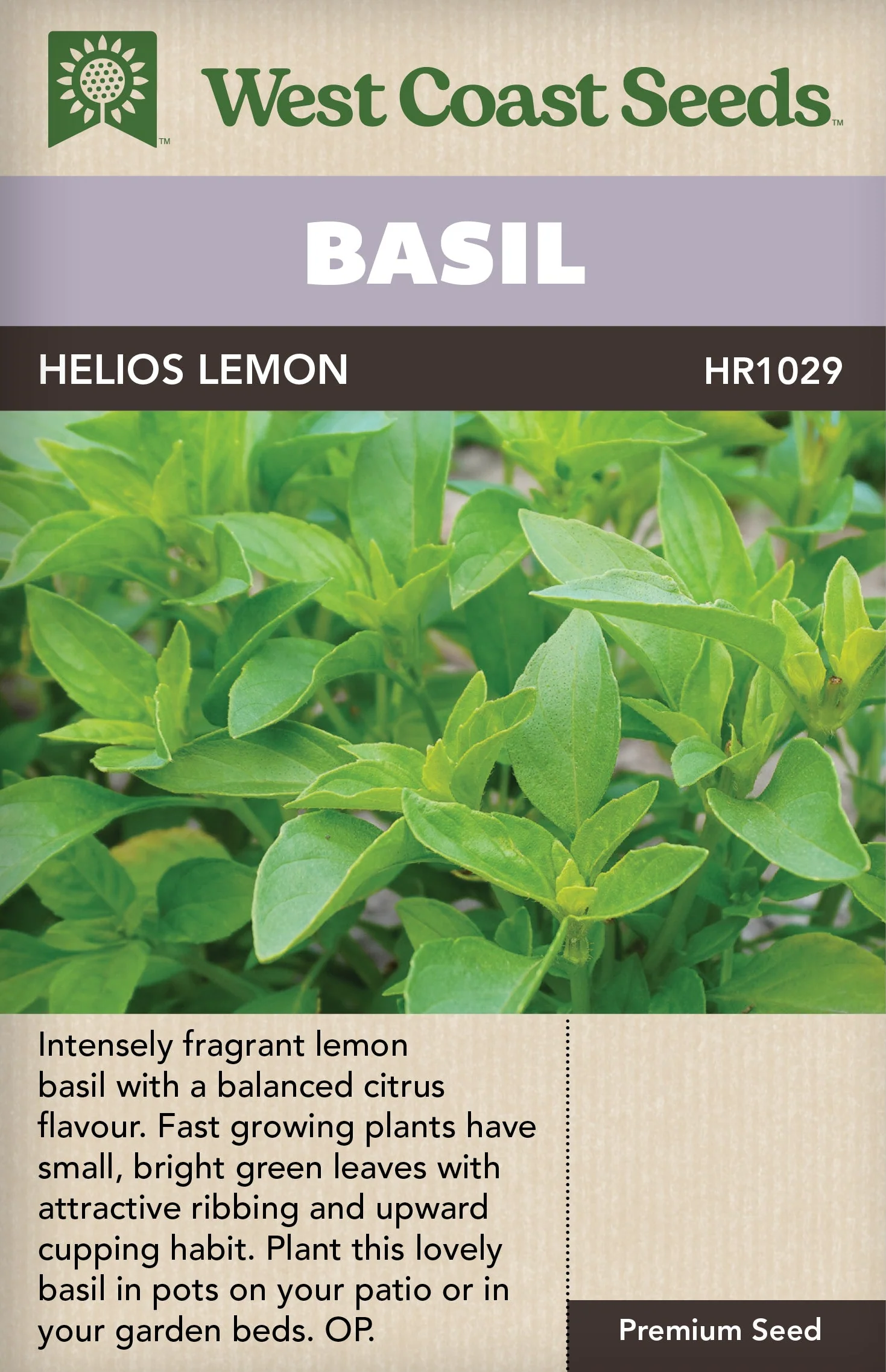 Basil Helios Lemon - West Coast Seeds