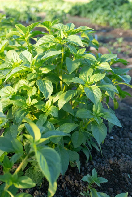 Basil Helios Lemon - West Coast Seeds - Image 2