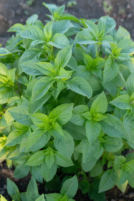 Basil Helios Lemon - West Coast Seeds - Image 3
