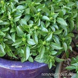 Organic Basil Spicy Globe - Renee's Garden - Image 3
