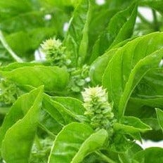 Basil Sweet Green - Renee's Garden - Image 2
