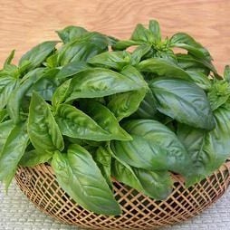 Basil Sweet Green - Renee's Garden - Image 3