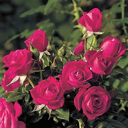 Be My Baby - Weeks Rose - Image 2