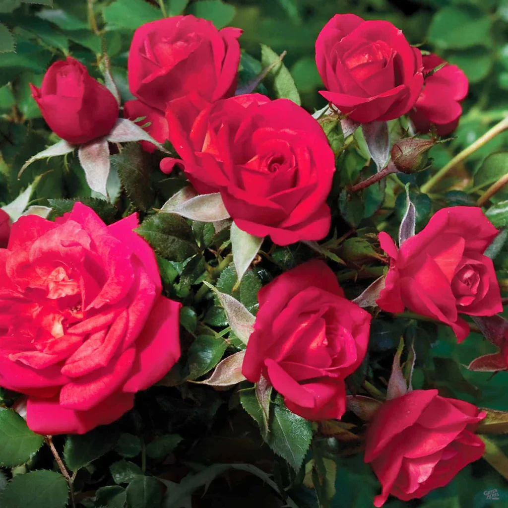 Be My Baby - Weeks Rose - Image 3