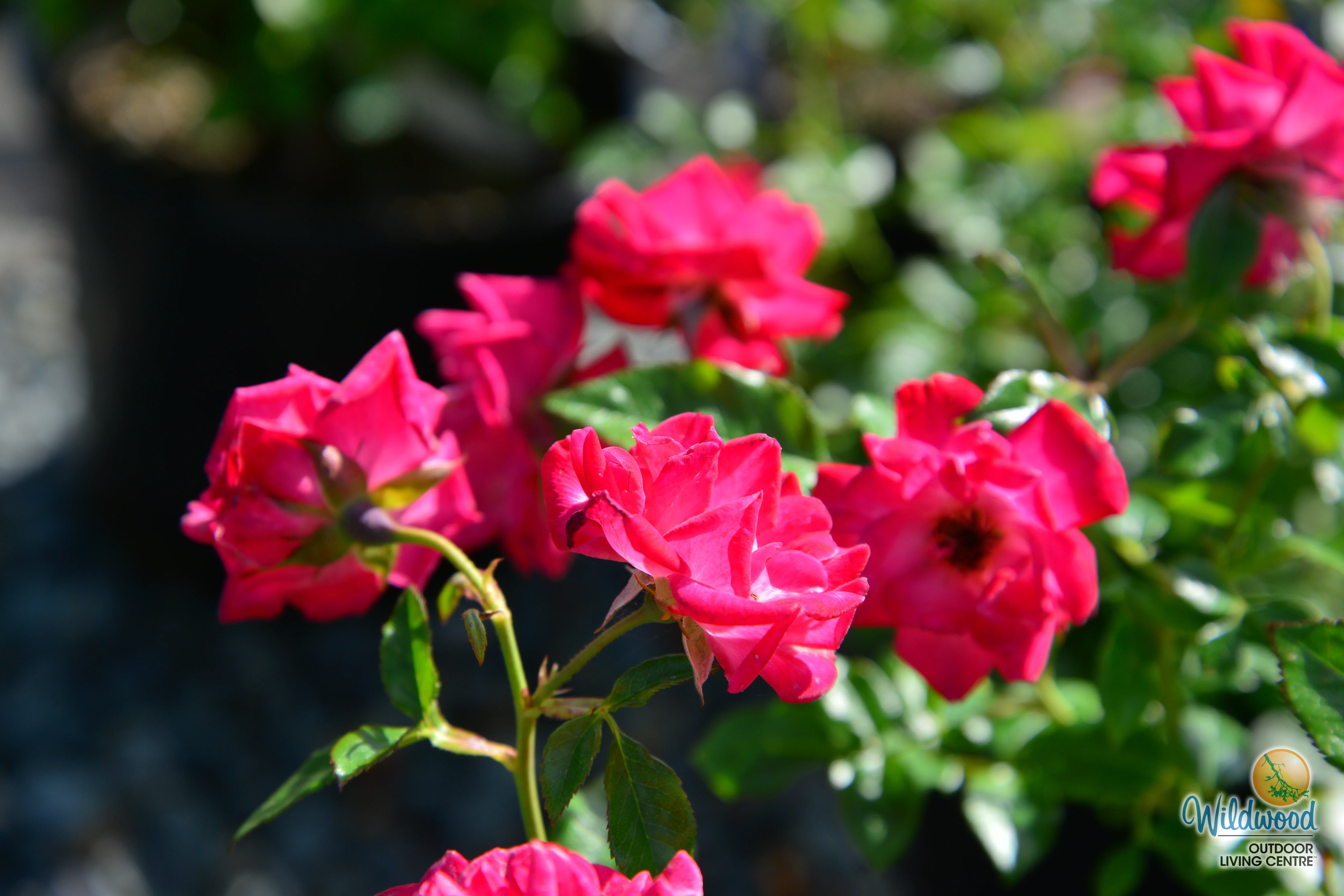 Be My Baby - Weeks Rose - Image 4