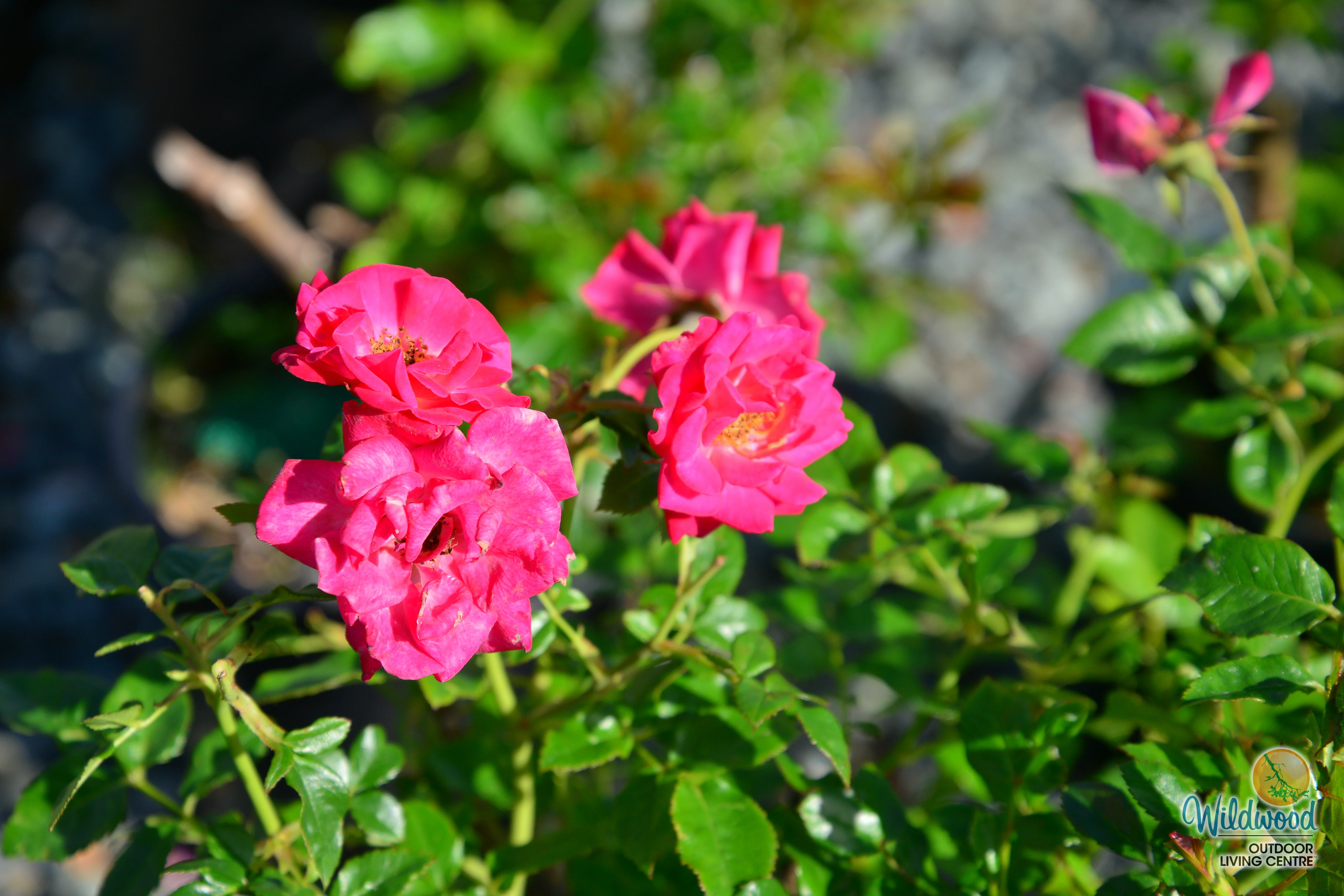 Be My Baby - Weeks Rose - Image 5