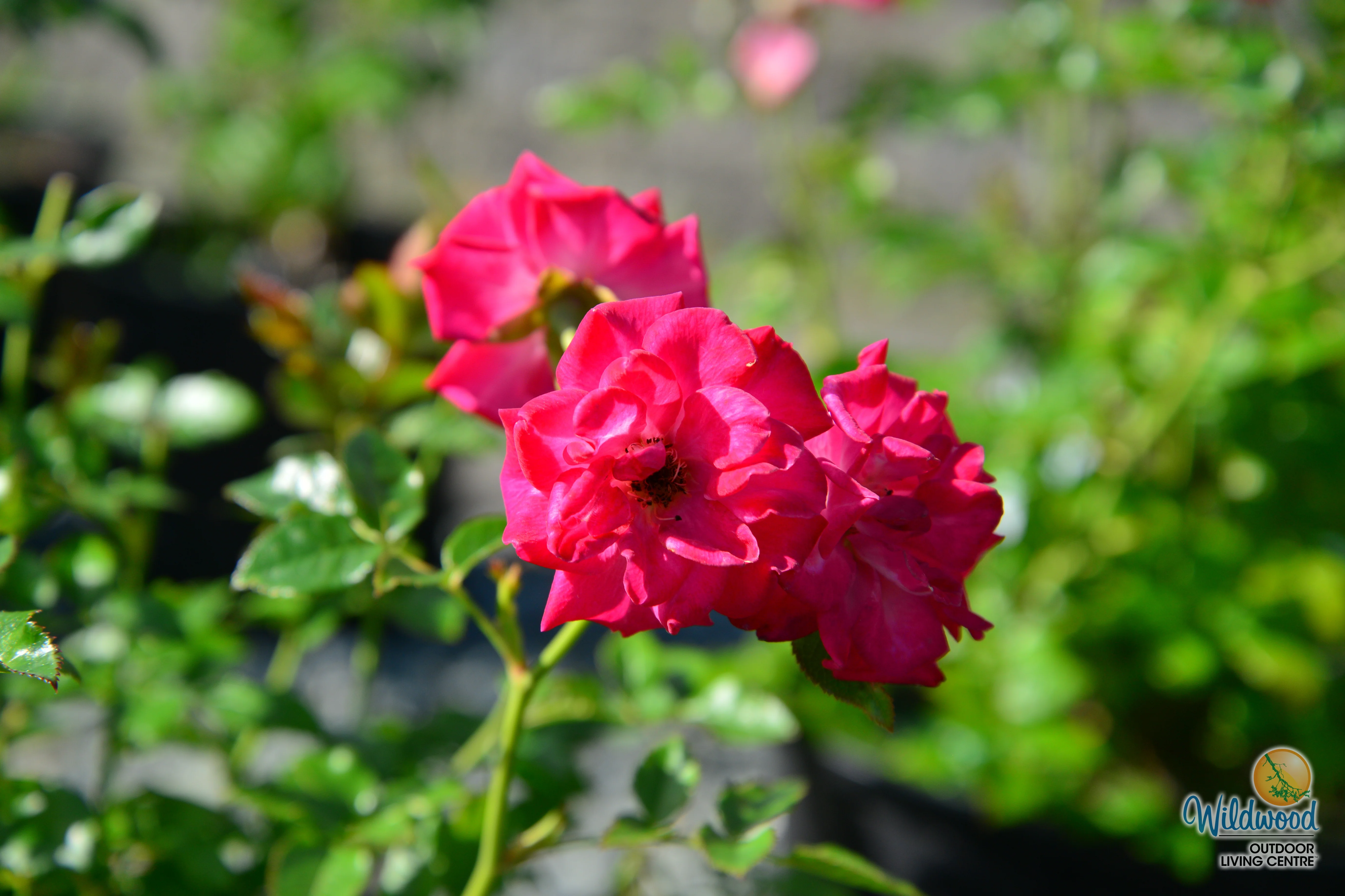 Be My Baby - Weeks Rose - Image 6