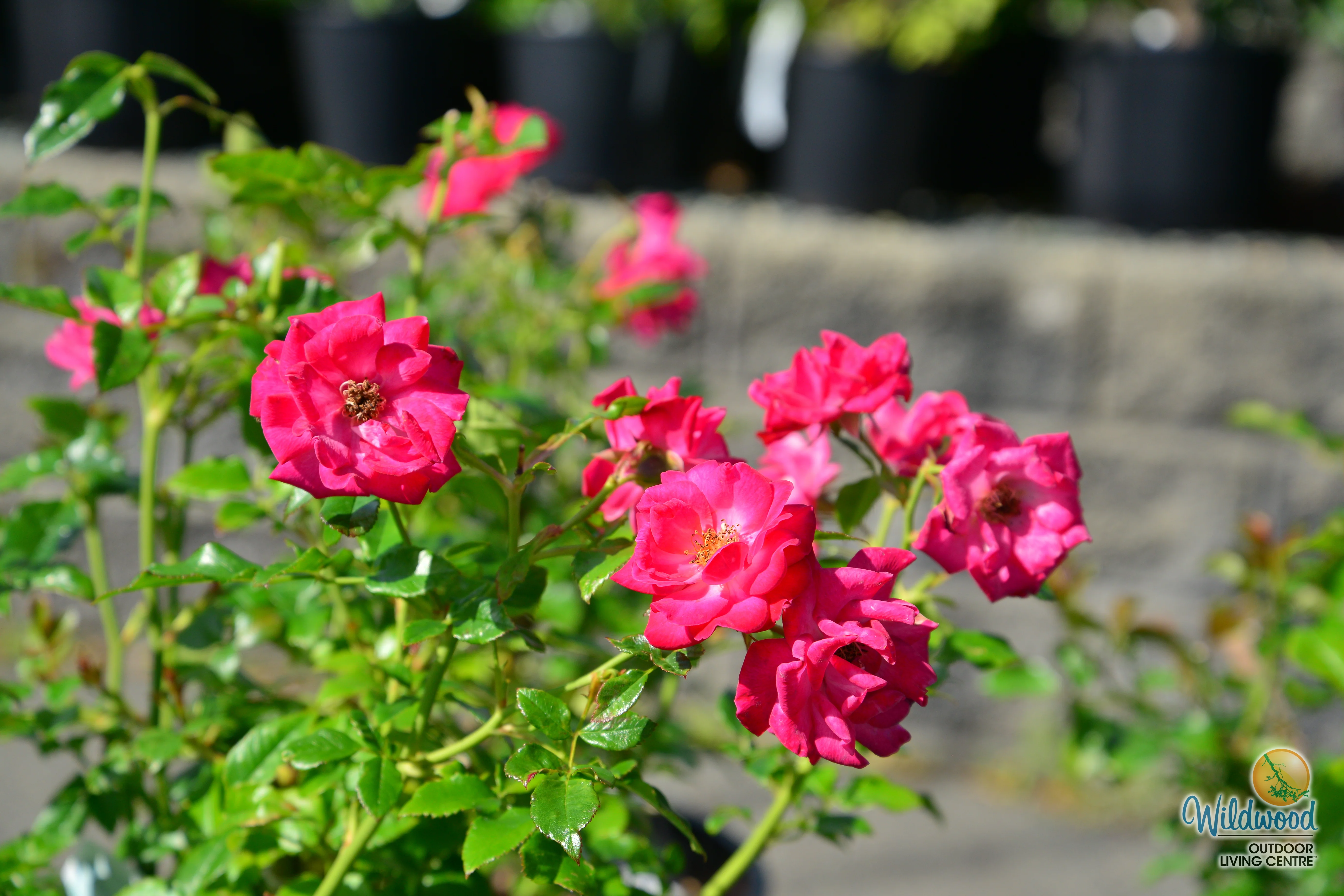 Be My Baby - Weeks Rose - Image 7