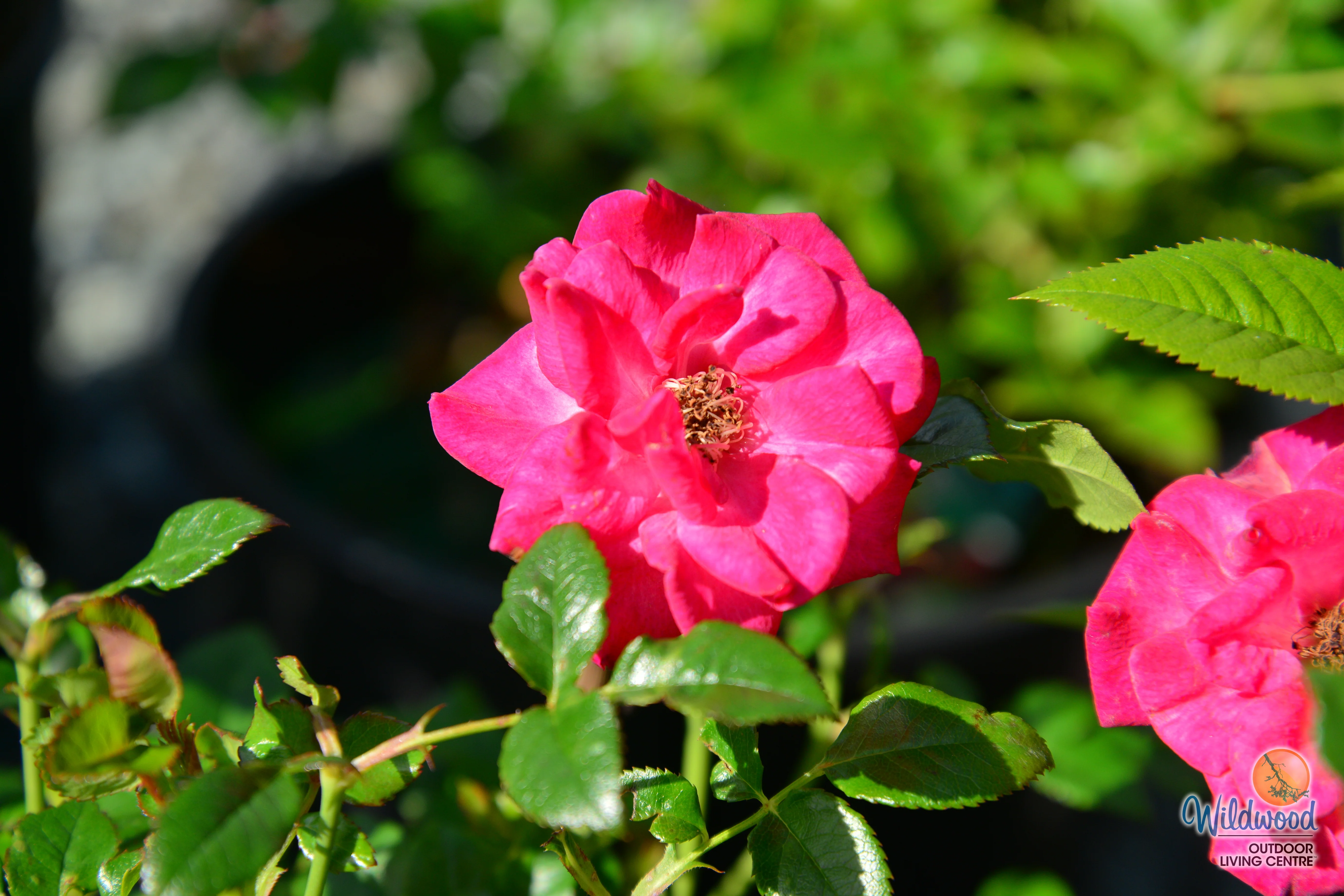 Be My Baby - Weeks Rose - Image 8