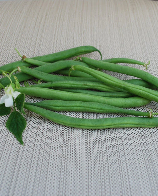 Bean Derby Bush - West Coast Seeds - Image 2