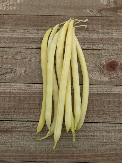 Organic Bean Gold Rush Bush - West Coast Seeds - Image 2