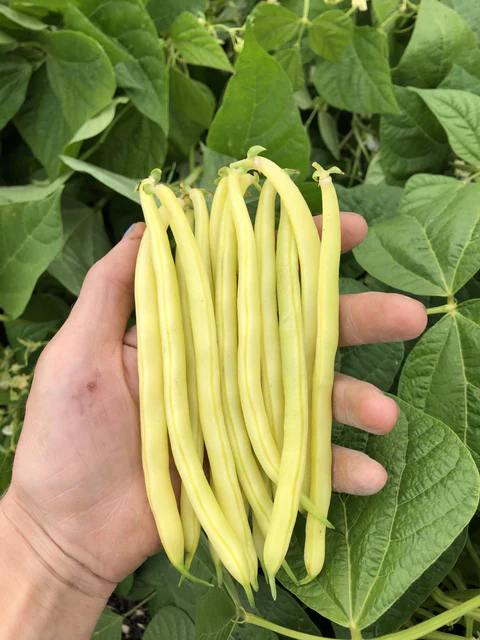 Organic Bean Gold Rush Bush - West Coast Seeds - Image 3