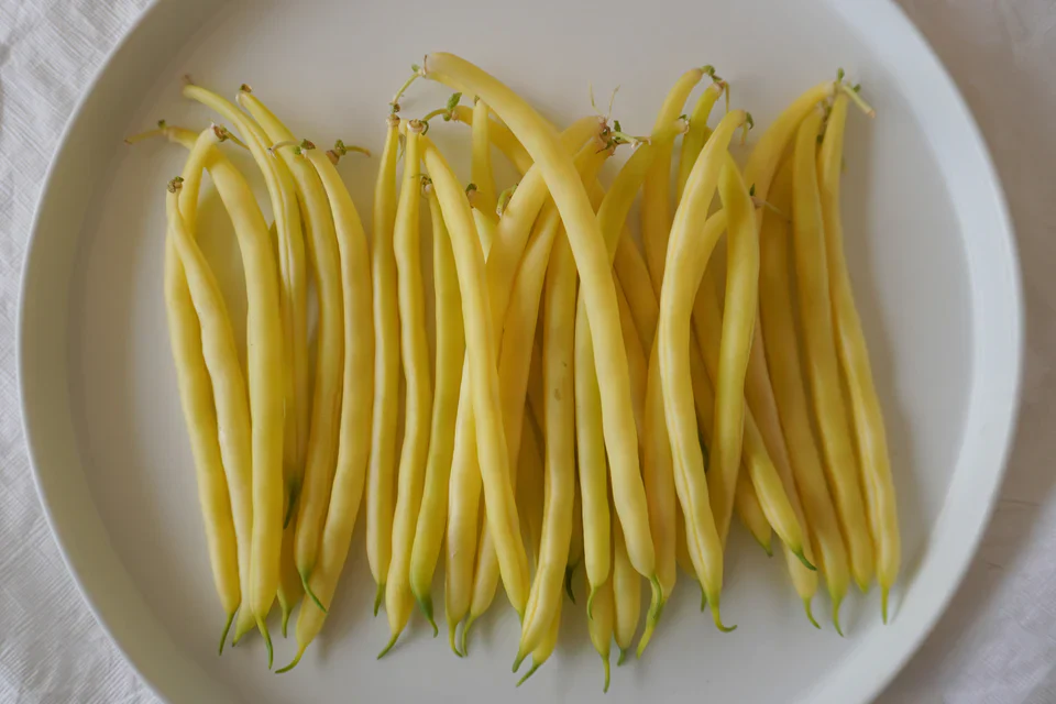 Organic Bean Gold Rush Bush - West Coast Seeds - Image 4
