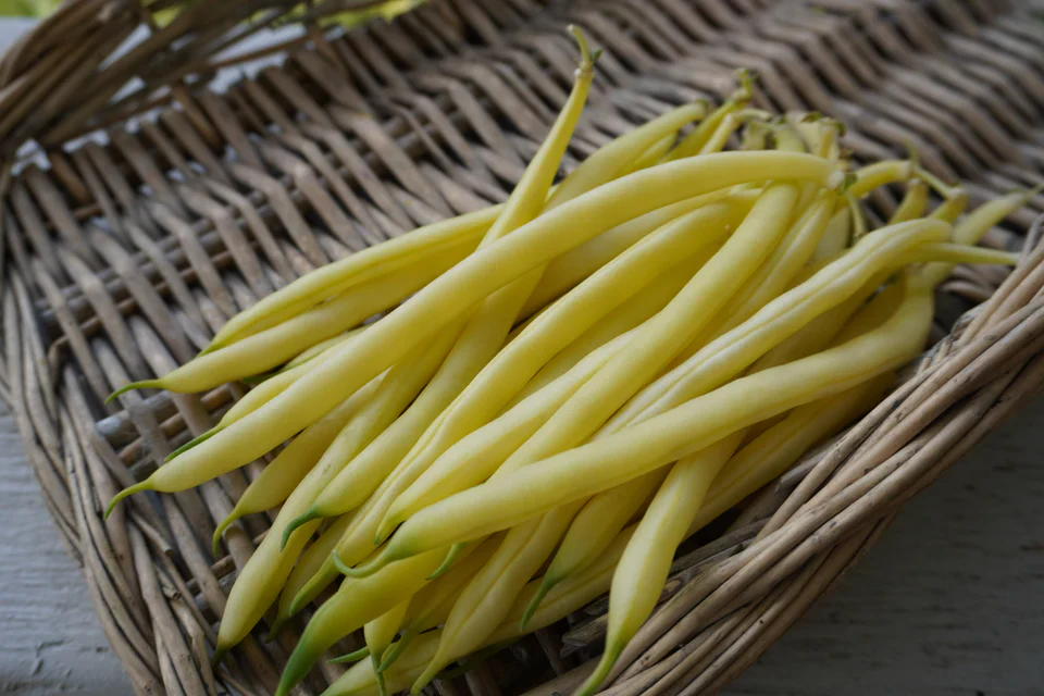 Organic Bean Gold Rush Bush - West Coast Seeds - Image 5