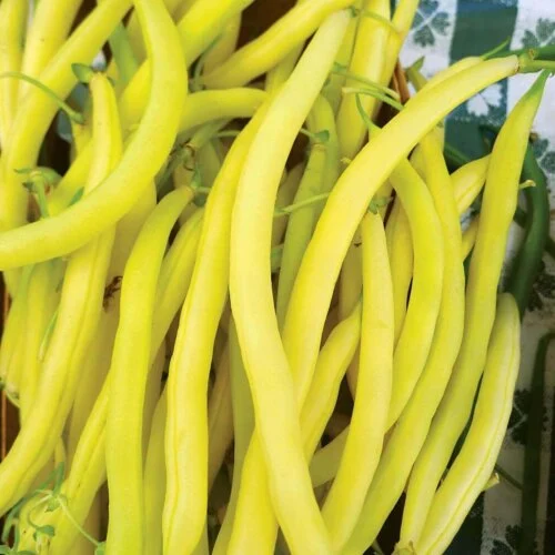 Bean Golden Butterwax International - Aimers Seeds - Image 2