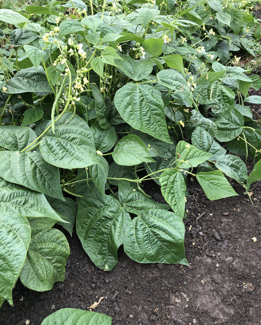 Organic Bean Goliath Bush - West Coast Seeds - Image 2
