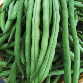 Bean Provider International - Aimers Seeds - Image 2