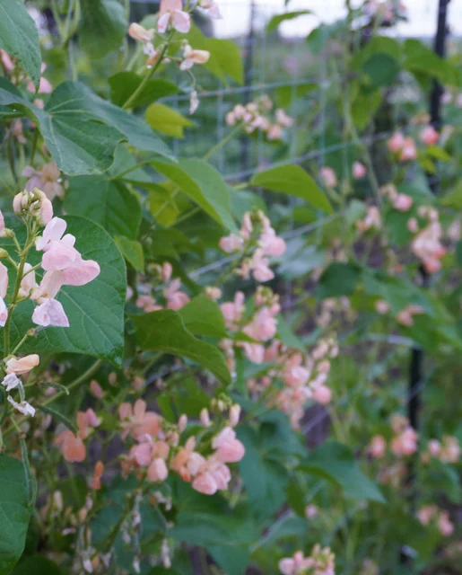 Runner Bean Sunset - West Coast Seeds - Image 2