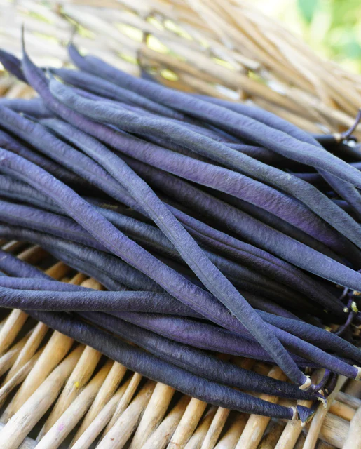 Bean Velour Bush - West Coast Seeds - Image 3