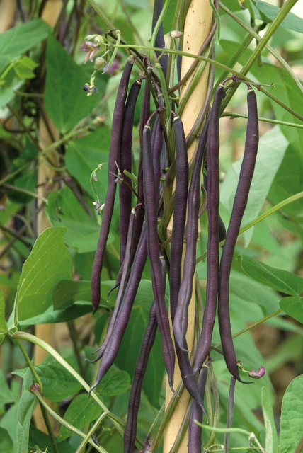 Beans Carminat Pole - West Coast Seeds