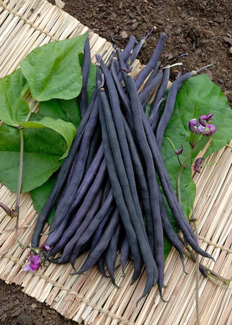 Beans Carminat Pole - West Coast Seeds - Image 2