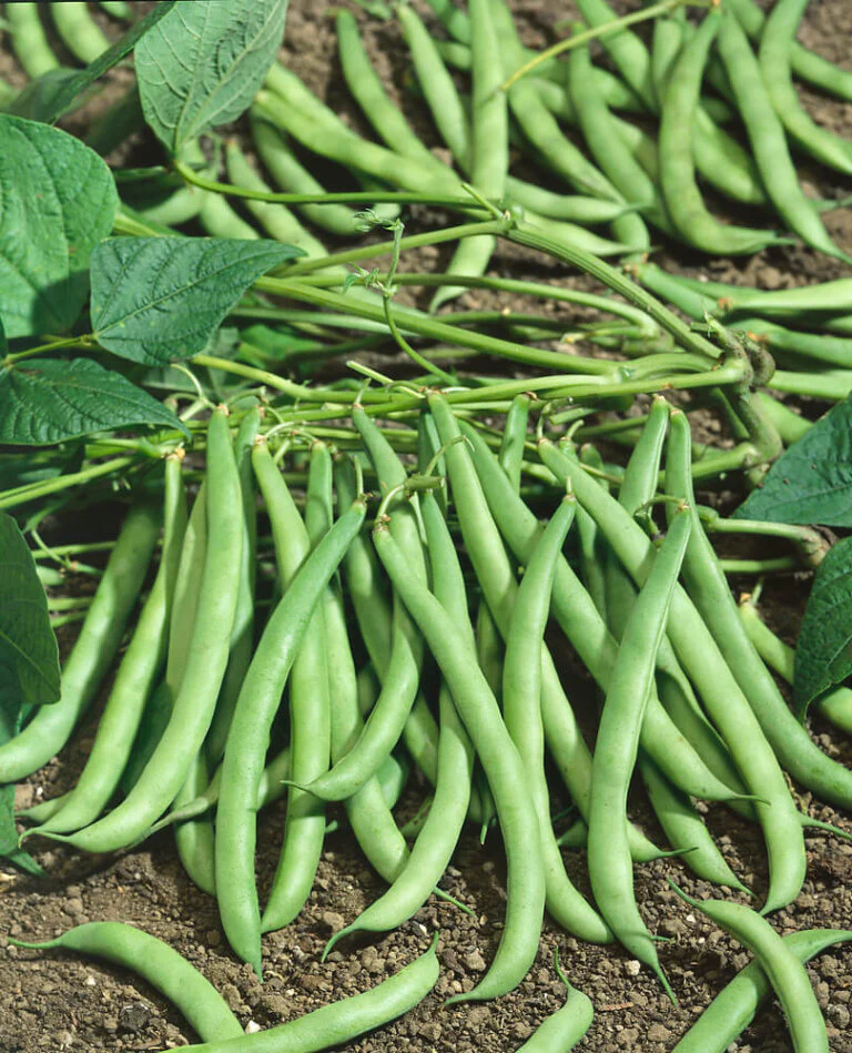 Beans Contender Large - Ontario Seed Company