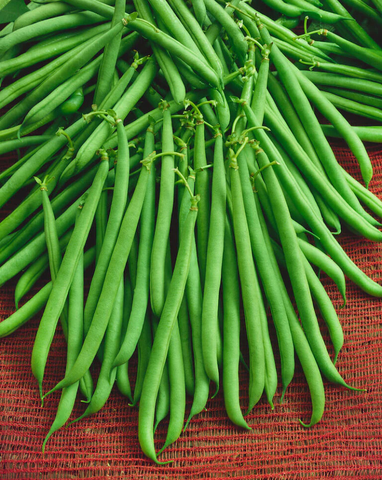 Beans Slenderette - Ontario Seed Company