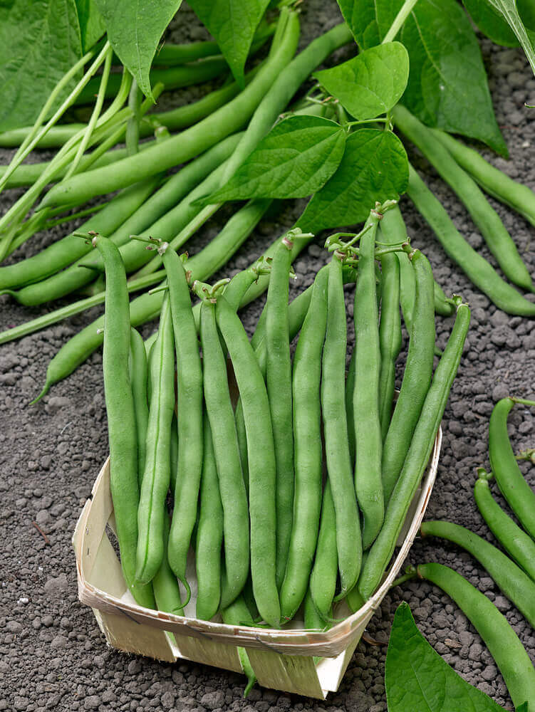 Beans Tendergreen Jumbo - Ontario Seed Company - Image 2