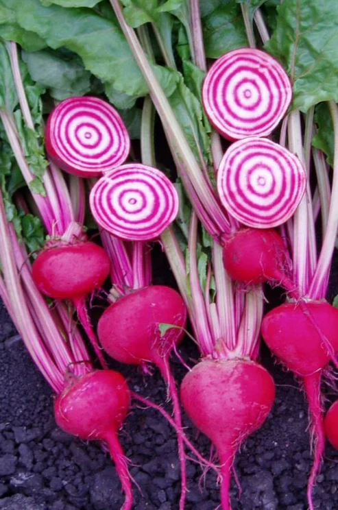 Beet Chioggia - Saanich Organics - Image 2