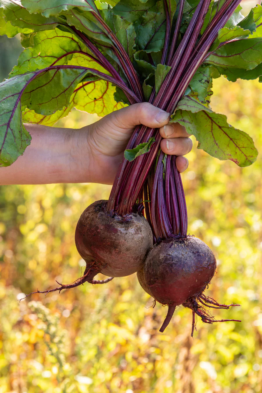 Beet Red Atlas - West Coast Seeds - Image 2