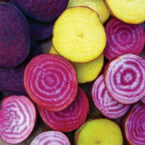 Beet Rainbow Blend International - Aimers Seeds - Image 2