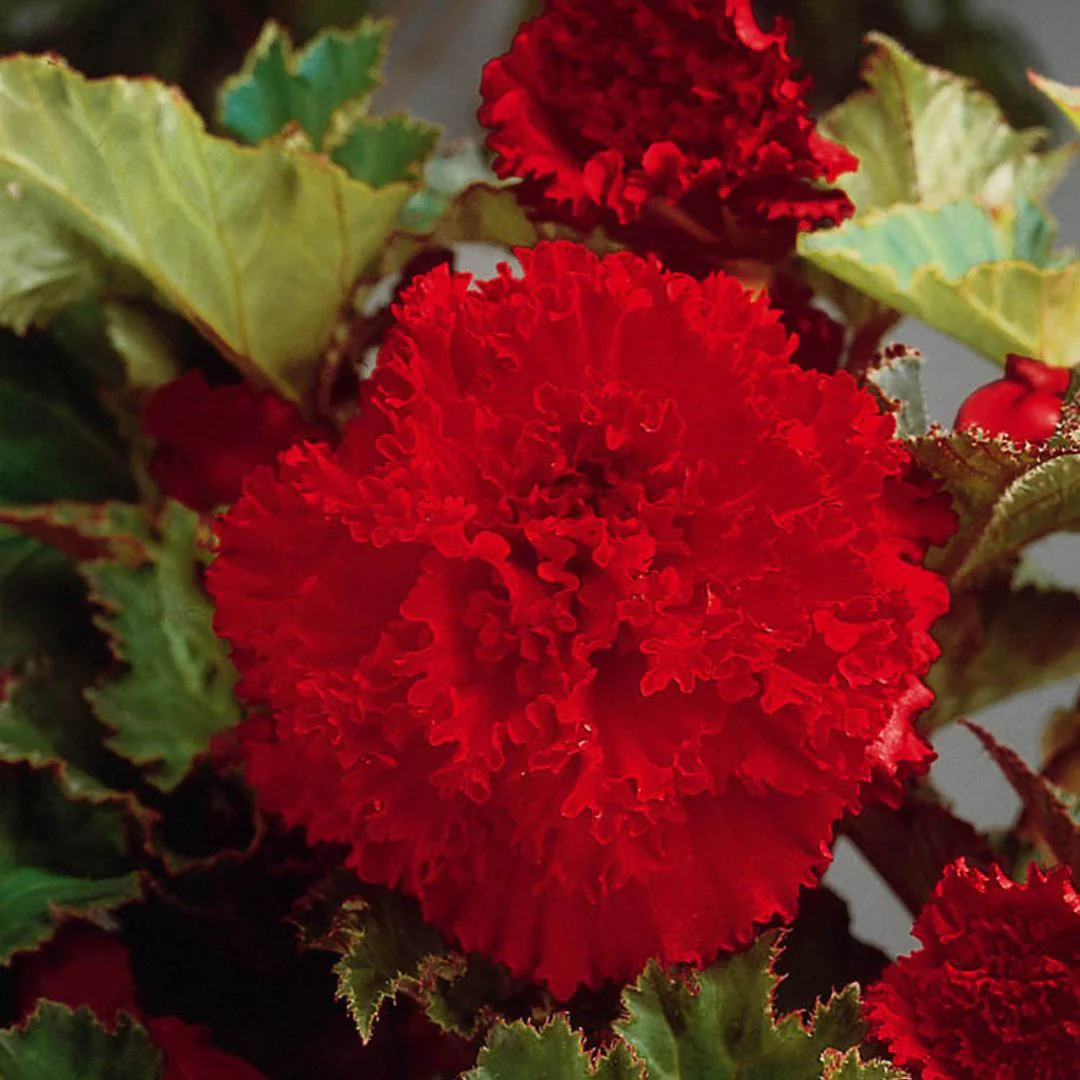Begonia - Fimbriata Red - Image 2