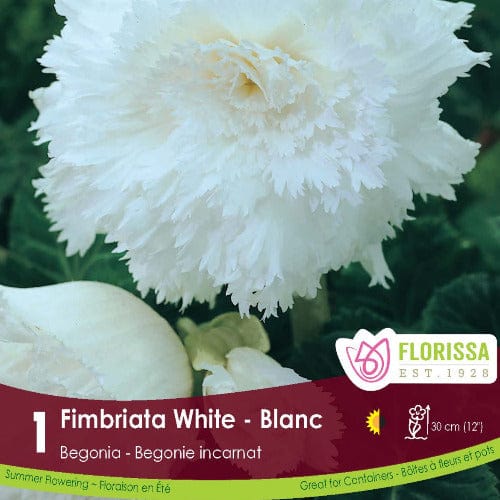 Begonia - Fimbriata White