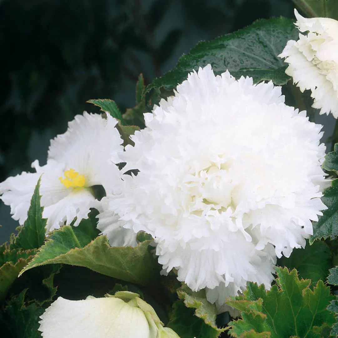 Begonia - Fimbriata White - Image 2
