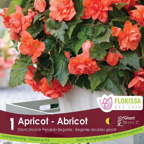 Begonia - Giant Double Pendula Apricot