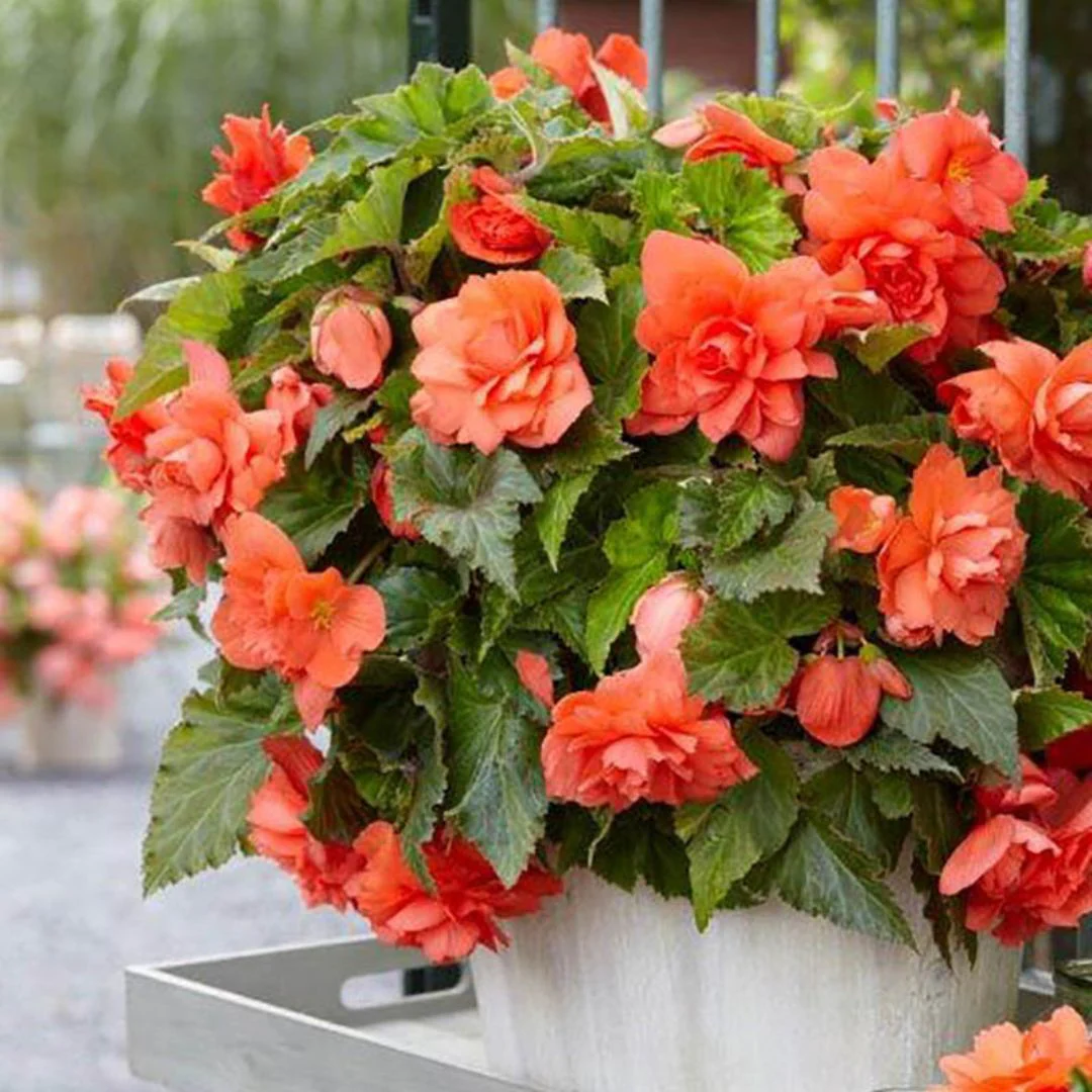 Begonia - Giant Double Pendula Apricot - Image 2